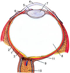 Схема строения глаза