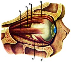 Мышцы глаза